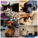 Pets_photo_2.-150x150