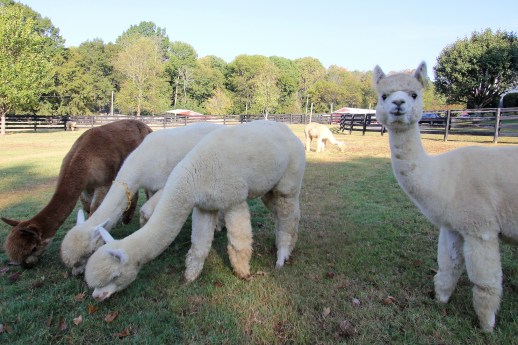 mistletoe_farms_alpaca